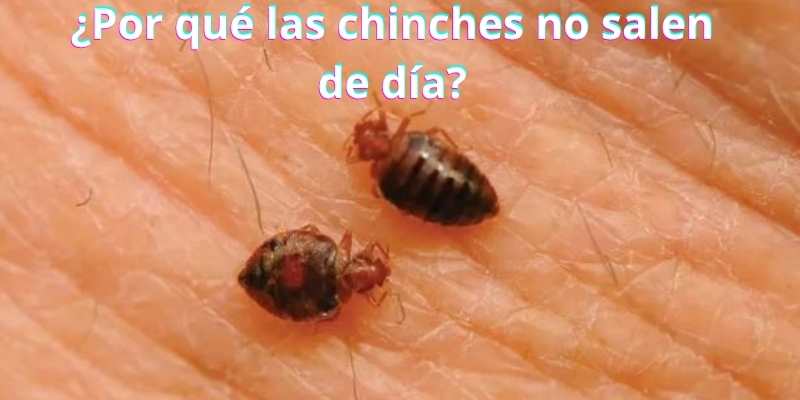 ¿Por qué las chinches no salen de día?