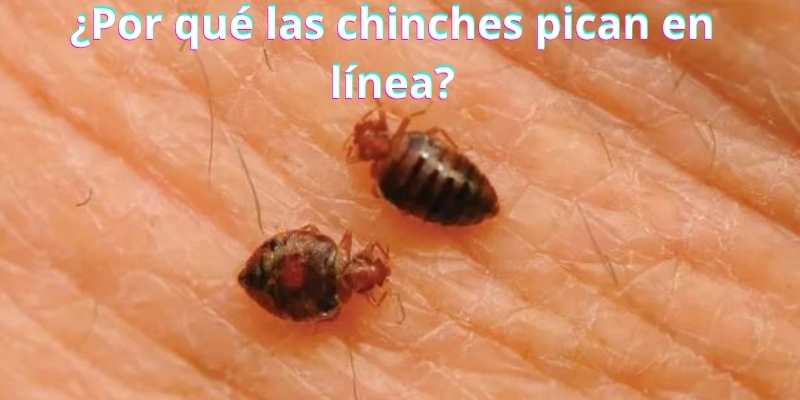 ¿Por qué las chinches pican en línea?