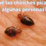 ¿Por qué las chinches pican solo a algunas personas?