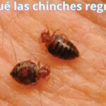 ¿Por qué las chinches regresan?