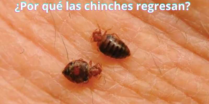 ¿Por qué las chinches regresan?