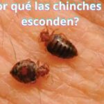 ¿Por qué las chinches se esconden?