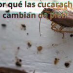 ¿Por qué las cucarachas cambian de piel?