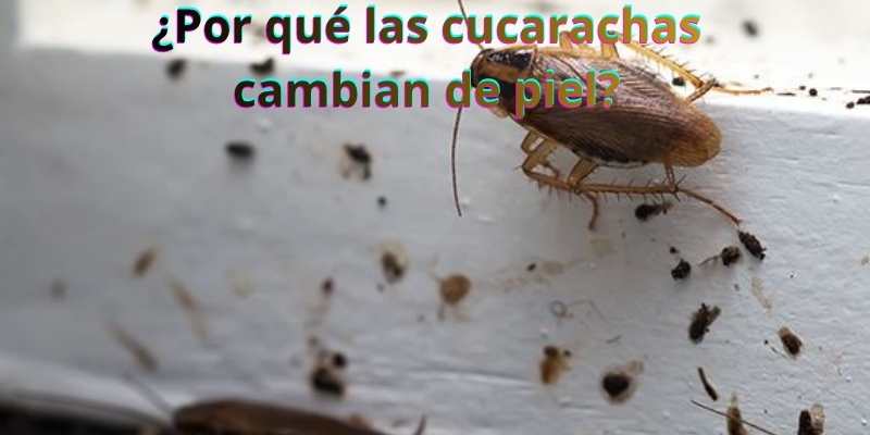 ¿Por qué las cucarachas cambian de piel?