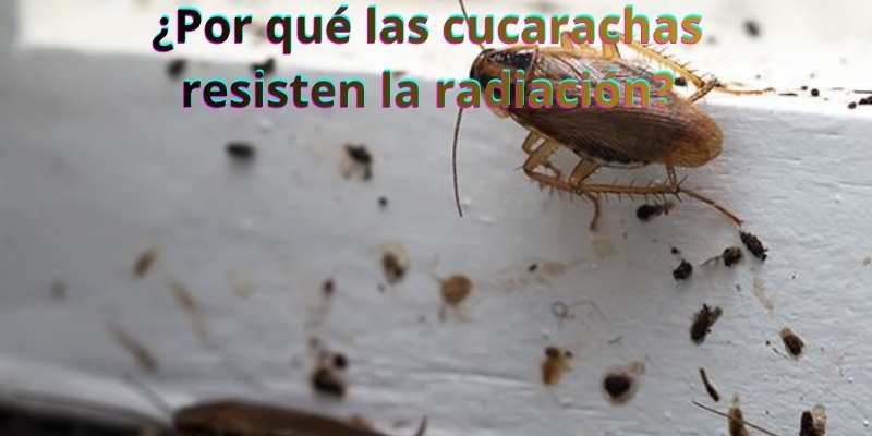 ¿Por qué las cucarachas resisten la radiación?
