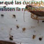 ¿Por qué las cucarachas resisten la radiación?