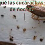 ¿Por qué las cucarachas salen de noche?