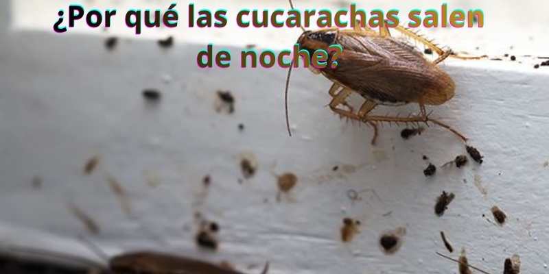 ¿Por qué las cucarachas salen de noche?