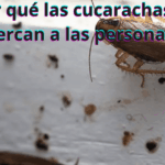 ¿Por qué las cucarachas se acercan a las personas?