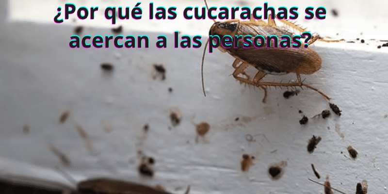¿Por qué las cucarachas se acercan a las personas?