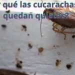 ¿Por qué las cucarachas se quedan quietas?