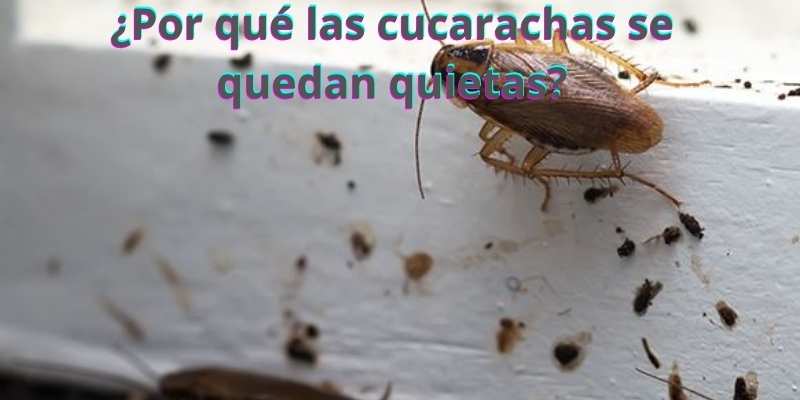 ¿Por qué las cucarachas se quedan quietas?