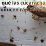 ¿Por qué las cucarachas se reproducen rápidamente?