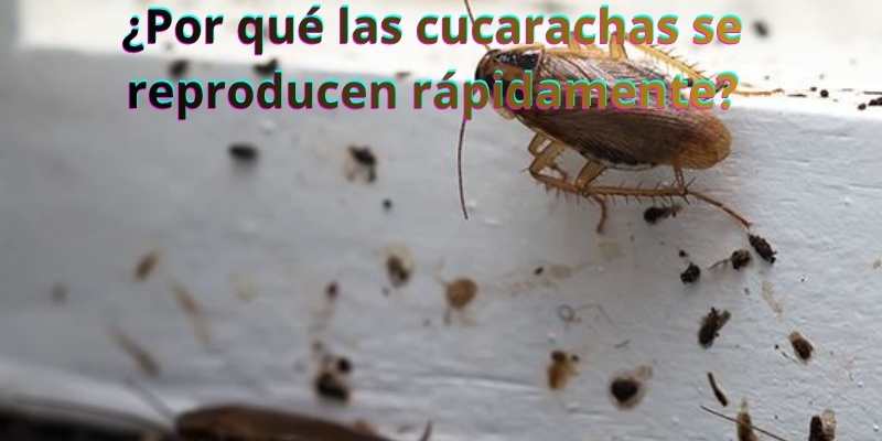 ¿Por qué las cucarachas se reproducen rápidamente?