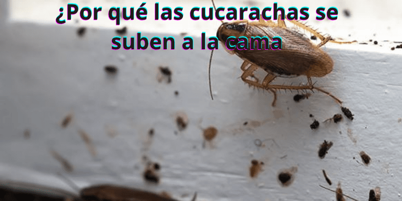 ¿Por qué las cucarachas se suben a la cama