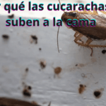 ¿Por qué las cucarachas se suben a la cama
