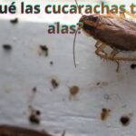 ¿Por qué las cucarachas tienen alas?