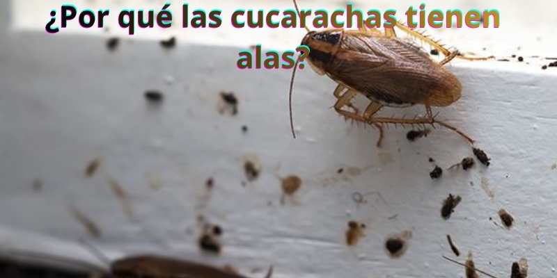 ¿Por qué las cucarachas tienen alas?