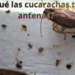 ¿Por qué las cucarachas tienen antenas?