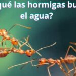 ¿Por qué las hormigas buscan el agua?