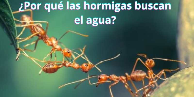 ¿Por qué las hormigas buscan el agua?