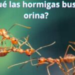 ¿Por qué las hormigas buscan la orina?