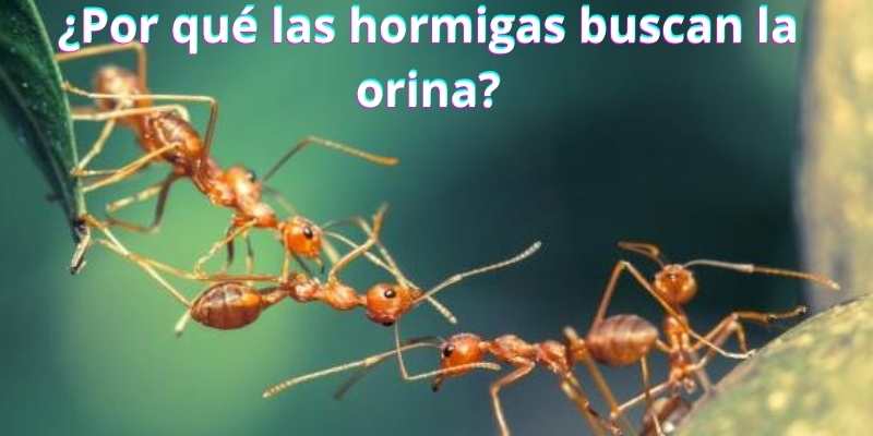 ¿Por qué las hormigas buscan la orina?