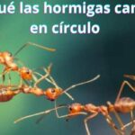 ¿Por qué las hormigas caminan en círculo