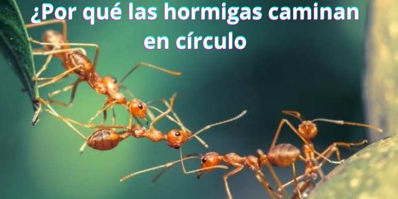 ¿Por qué las hormigas caminan en círculo
