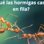 ¿Por qué las hormigas caminan en fila?