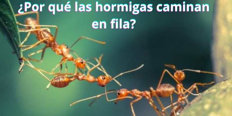 ¿Por qué las hormigas caminan en fila?