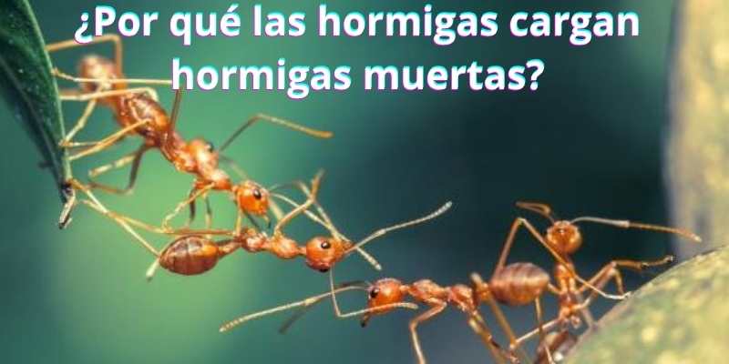 ¿Por qué las hormigas cargan hormigas muertas?