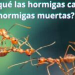 ¿Por qué las hormigas cargan hormigas muertas?