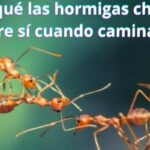 ¿Por qué las hormigas chocan entre sí cuando caminan?