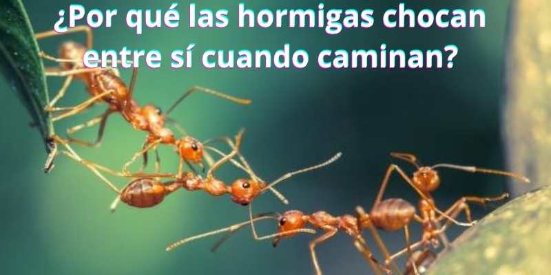 ¿Por qué las hormigas chocan entre sí cuando caminan?