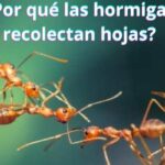 ¿Por qué las hormigas recolectan hojas?