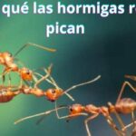 ¿Por qué las hormigas rojas pican