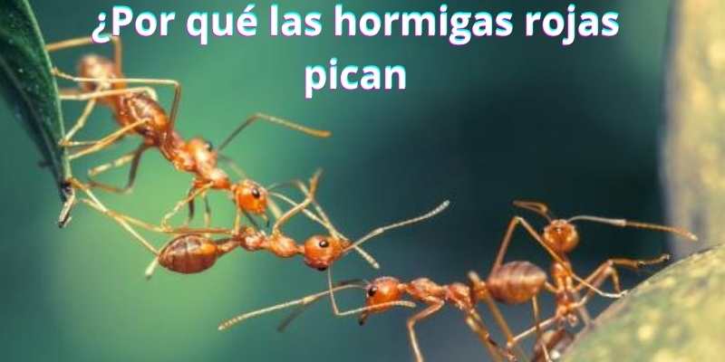 ¿Por qué las hormigas rojas pican