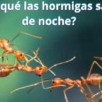¿Por qué las hormigas salen de noche?