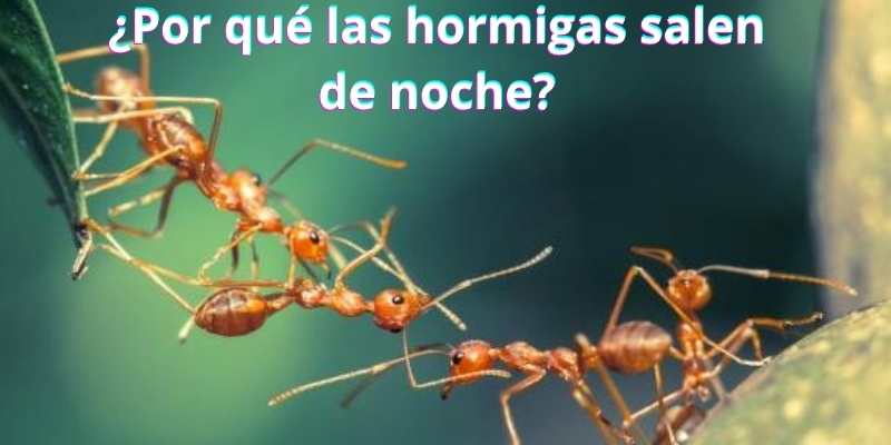 ¿Por qué las hormigas salen de noche?