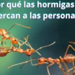 ¿Por qué las hormigas se acercan a las personas?
