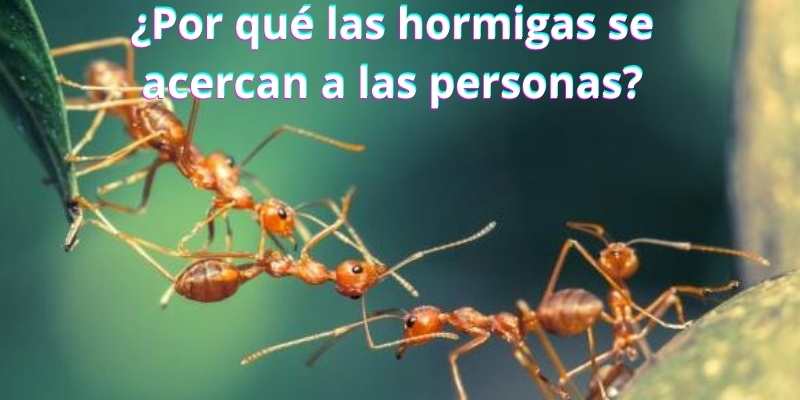 ¿Por qué las hormigas se acercan a las personas?