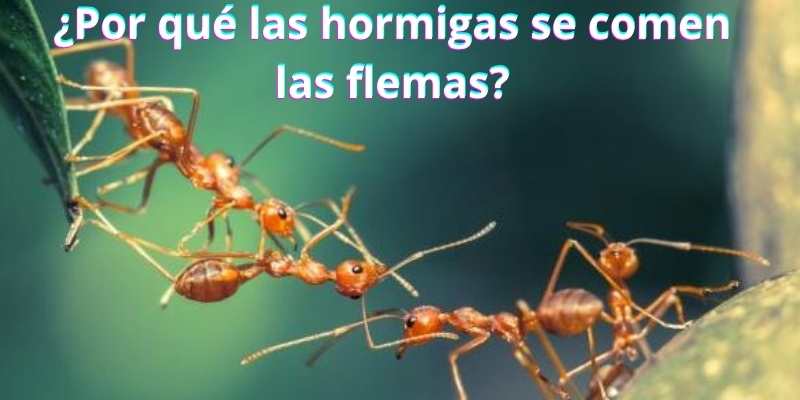 ¿Por qué las hormigas se comen las flemas?