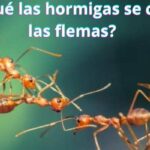 ¿Por qué las hormigas se comen las flemas?