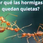 ¿Por qué las hormigas se quedan quietas?