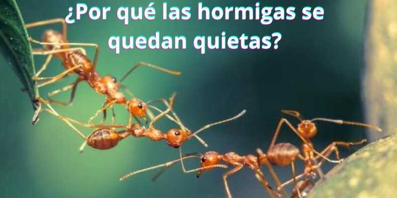 ¿Por qué las hormigas se quedan quietas?