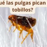 ¿Por qué las pulgas pican en los tobillos?