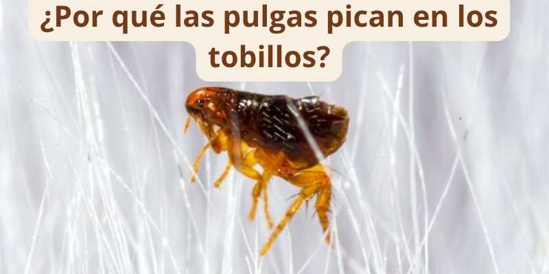 ¿Por qué las pulgas pican en los tobillos?