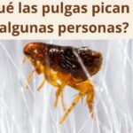 ¿Por qué las pulgas pican solo a algunas personas?