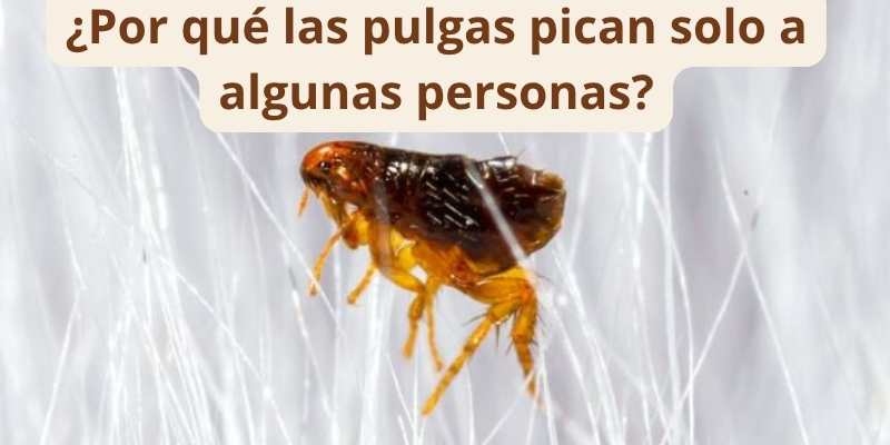 ¿Por qué las pulgas pican solo a algunas personas?